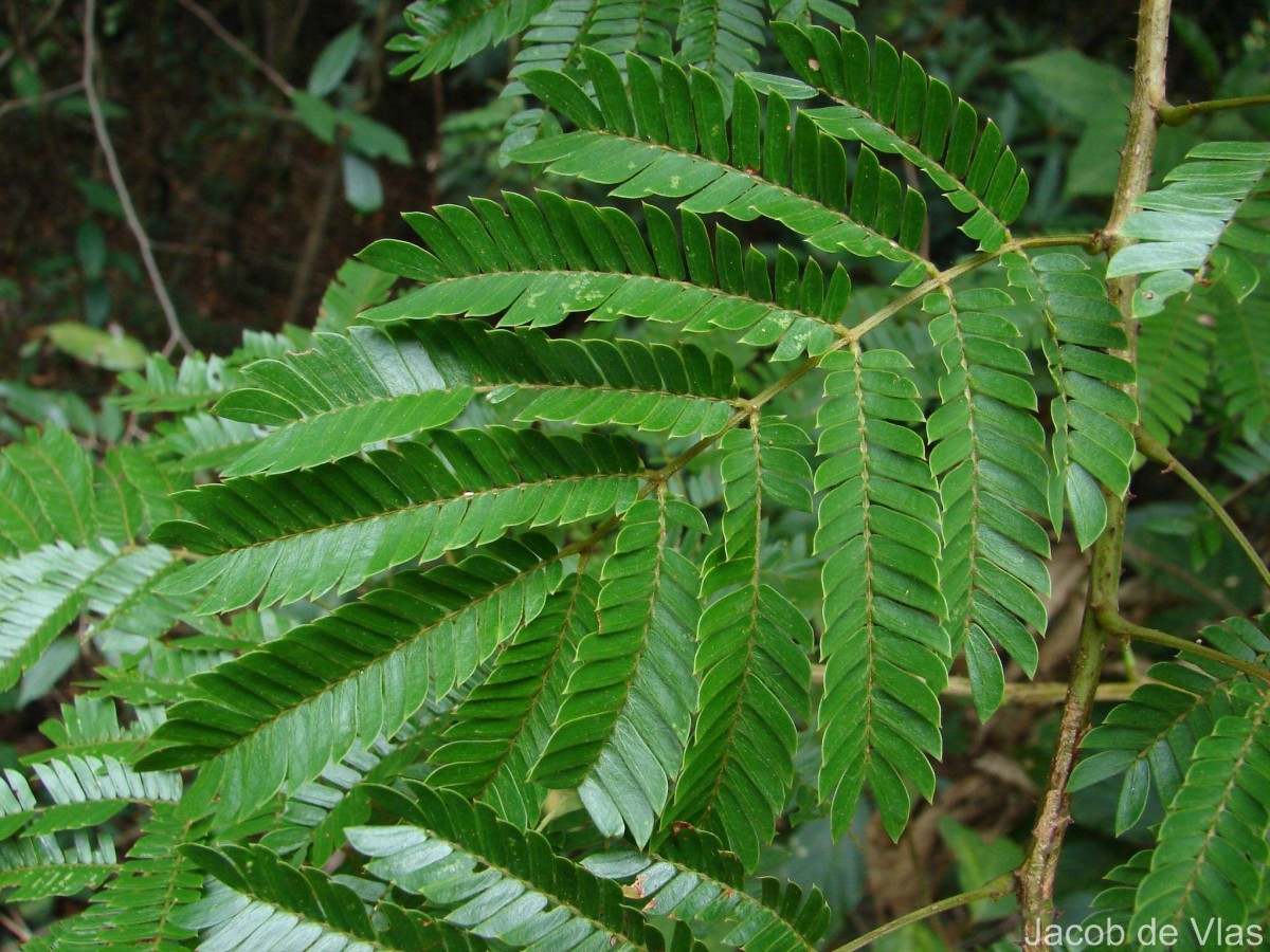 Senegalia caesia (L.) Maslin, Seigler & Ebinger